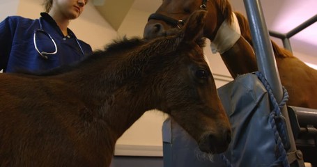 Surgeon standing with horse and foal in hospital - Powered by Adobe