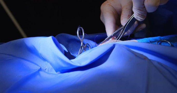 Surgeon operating a dog in operation theater