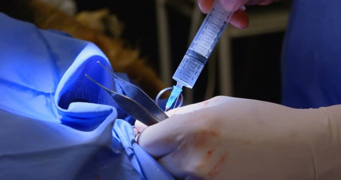 Surgeon operating a dog in operation theater