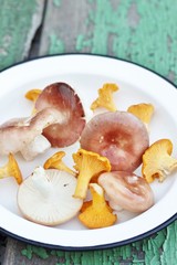 Mushrooms are chanterelles and russules.  In the style of country.  copy space