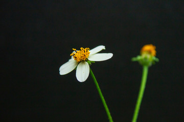 Obraz premium Daisy background black