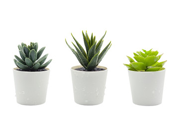 tree pot on white background
