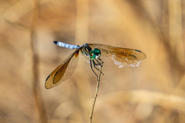 Male Blue Dasher Dragonfly (Pachydiplax longipennis) standing on a stick, Pine Glades Natural Area, Jupiter, Palm Beach County, Florida, USA