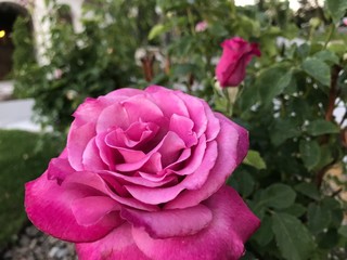 Discovering Pink Rose