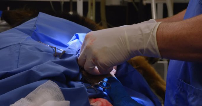 Surgeon operating a dog in operation theater