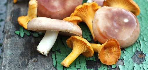 Mushrooms are chanterelles and russules.  In the style of country.  copy space