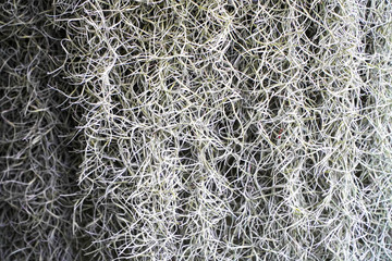 Hermit beard tree with the beauty of nature
