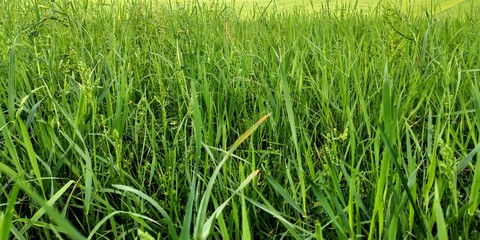 Obraz premium green grass background