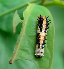 Worm Butterfly spiky on the leaf green.
