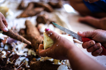 Cassava Field in Indonesia