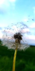 dandelion in the wind