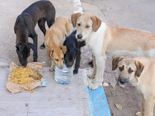 A flock of stray dogs.