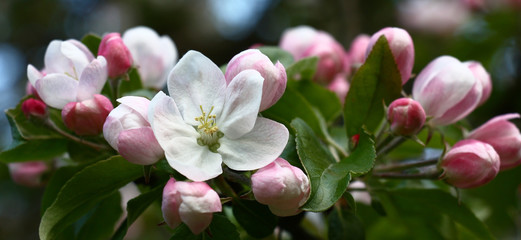 The apple-tree blossoms. Among the pink not opened buds and young green leaves there is one white flower.