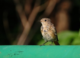 Adult Redstart chick (Phoenicurus phoenicurus) learns the world around you on a Sunny morning. Khanty-Mansiysk. Western Siberia. Russia.