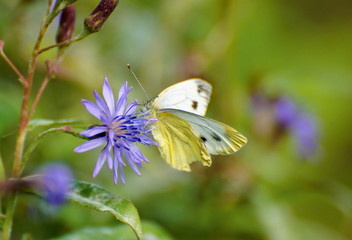 Small White butterfly (Pieris rapae) collects nectar from a lilac flower. Khanty-Mansiysk. Western Siberia. Russia.