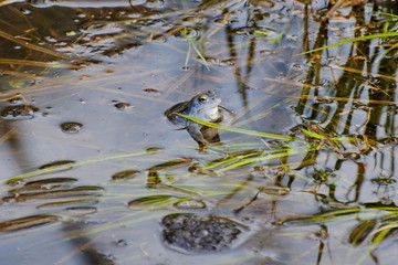 Male moor frog (Rana arvalis) in mating attire looks out of the water. Moscow region. Russia.