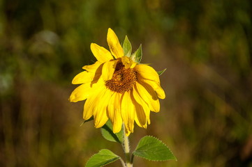 A lone sunflower in a meadow in the soft evening light. Moscow region. Russia.