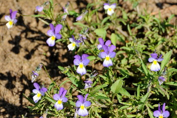 Cupid's little wildflowers-delight (Viola tricolor) on a Sunny may morning. Moscow region. Russia.
