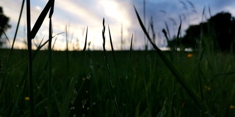 sunset in the grass