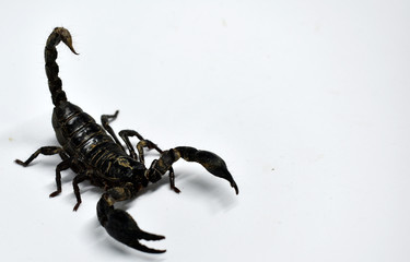 A large black scorpion isolated on a white background