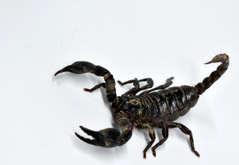 A large black scorpion isolated on a white background