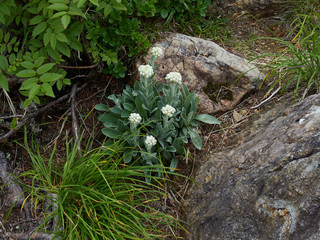 タカネヤハズハハコ