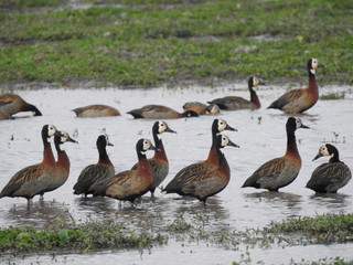 BANDADA DE PATOS