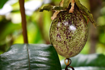 Brightly colored passion fruit and green leaves grow in the sufficiency agriculture garden