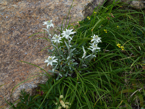 1 Best 早池峰山images Stock Photos Vectors Adobe Stock