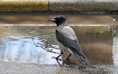 Obraz premium A grey crow with food in its beak stands in a spring puddle. Moscow region. Russia.