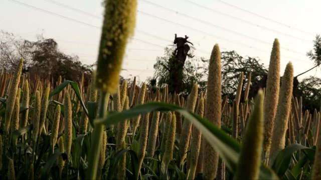 millet cropping in village. millet crpos,ripe millet crops in the fields in farm,pearl Millet Field in Gujarat India.the Crop is Know as Bajra or Bajri Agriculture,selective focus 