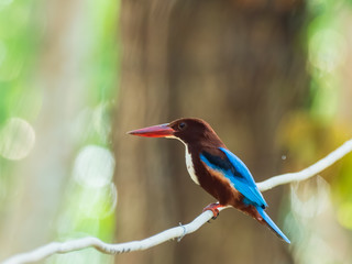 White-throated Kingfisher (Halcyon smyrnensis) perching on a branch. A Large-headed, brown kingfisher with blue back/wings, heavy orange bill and snow-white patch from the throat through the breast.