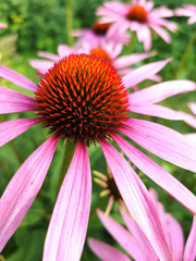 medical plant Purple coneflower, Echinacea purpurea, blossoming