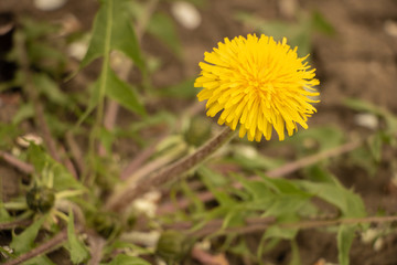 Dandelion in bloom with very beautiful yellow flower