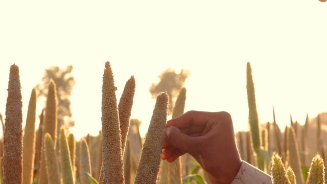 Pearl millet standing in the field,Pearl Millet Field in Gujarat India.the Crop is Know as Bajra or Bajri Agriculture,egyptian millet, feterita, Guinea corn,jowar, man cutting pearl Millet