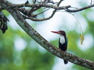 White-throated Kingfisher (Halcyon smyrnensis) perching on a branch. A Large-headed, brown kingfisher with blue back/wings, heavy orange bill and snow-white patch from the throat through the breast.