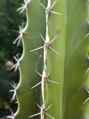 close up of cactus