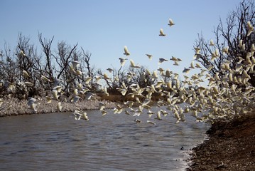 Birds in the Simpson Desert.