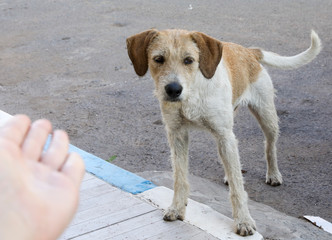 A flock of stray dogs.