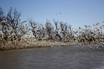 Birds in the Simpson Desert.