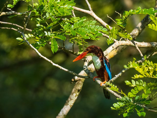 White-throated Kingfisher (Halcyon smyrnensis) perching on a branch. A Large-headed, brown kingfisher with blue back/wings, heavy orange bill and snow-white patch from the throat through the breast.