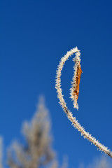 Naklejka premium Winter haiku - branches with hoarfrostand leaf on sky background
