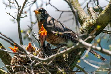 American Robin taking care of his babies.....