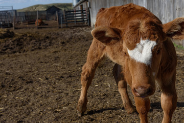 young calf in barn yard