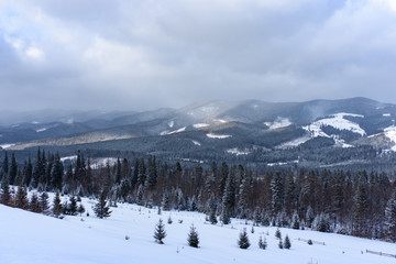 Spruce mountain forest covered by snow.