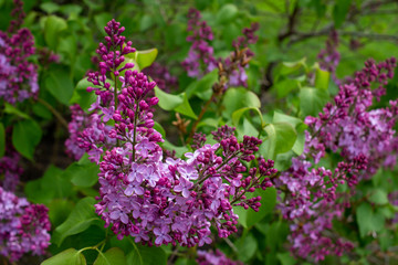Vibrant blooms of beautiful and fragrant Persian lilac blossoms (syringa persica), with defocused background