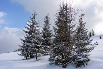 Spruce mountain forest covered by snow.