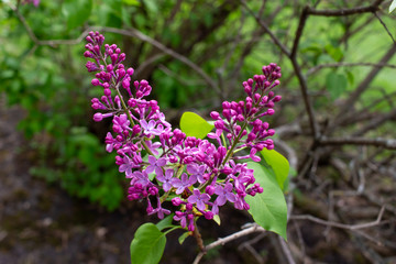 Vibrant blooms of beautiful and fragrant Persian lilac blossoms (syringa persica), with defocused background