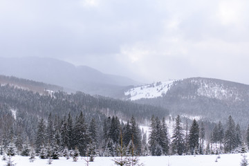 Spruce mountain forest covered by snow.