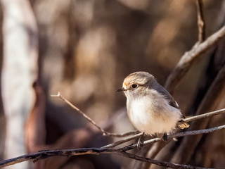 The Red-capped Robin (Petroica goodenovi) is the smallest red robin. The female Red-capped Robin is basically grey/brown with a lighter coloured chest and a dull red cap.